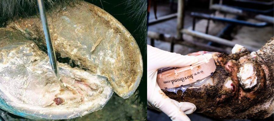 What Is An Abscess On A Cow